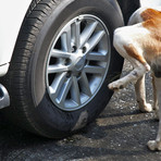 ACCADDE OGGI, 17 APRILE 1982. “Vespasiani” per cani a passeggio sul molo lungo di Porto Maurizio