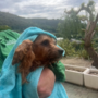 Dramma di Borgomaro: il cagnolino salvato simbolo di speranza