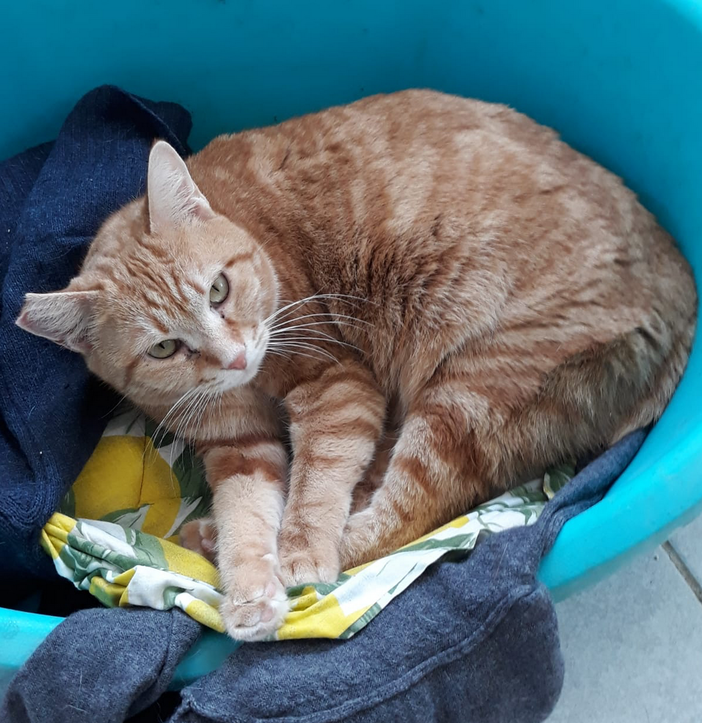 Enpa di Sanremo: la gattina Codina ha bisogno di una nuova famiglia Enpa di Sanremo: la gattina Codina ha bisogno di una nuova famiglia