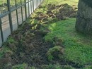 Cinghiali a "spasso" nel centro di Diano Marina devastano le aiuole