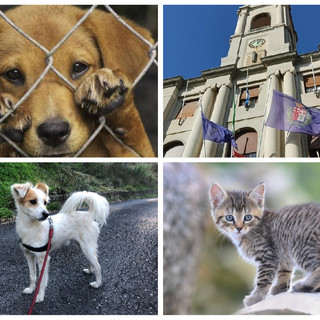 Imperia, il Comune incentiva le adozioni di cani e gatti abbandonati: varato l'appalto biennale per 105 mila euro