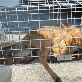 Il cucciolo di volpe ferito resta sotto osservazione al Csar Il cucciolo di volpe ferito resta sotto osservazione al Csar
