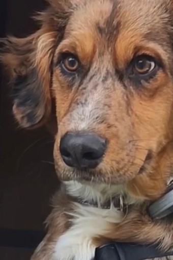 Tragico rogo di Taggia, la carcassa del cane rimossa solo oggi. Accademia Kronos: "Lasciato lì 3 giorni come se fosse un pezzo di legno bruciato" Tragico rogo di Taggia, la carcassa del cane rimossa solo oggi. Accademia Kronos: "Lasciato lì 3 giorni come se fosse un pezzo di legno bruciato"