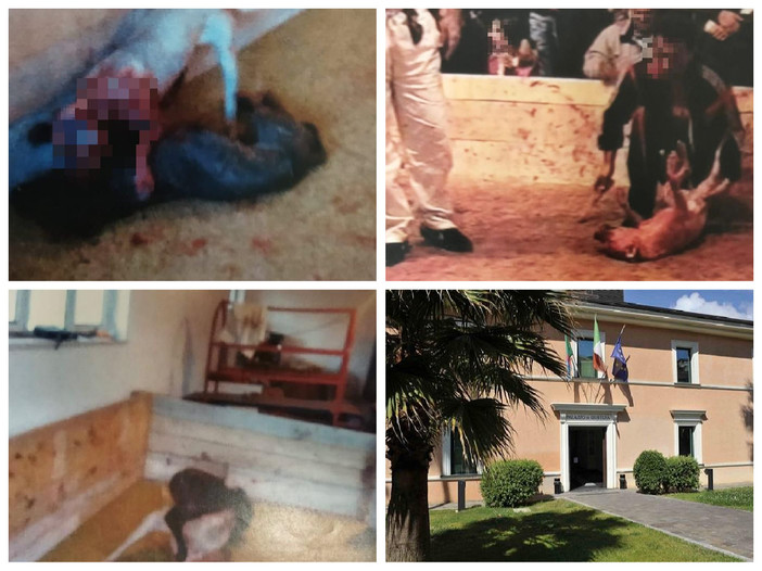 Combattimenti clandestini tra cani dall'imperiese sino alla Serbia, ecco tutti i nomi degli indagati e le accuse mosse dalla Procura Combattimenti clandestini tra cani dall'imperiese sino alla Serbia, ecco tutti i nomi degli indagati e le accuse mosse dalla Procura