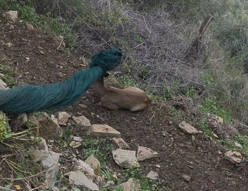 Val Prino, capriolo impigliato in una rete per olive salvato dalle Ambulanze Veterinarie Val Prino, capriolo impigliato in una rete per olive salvato dalle Ambulanze Veterinarie