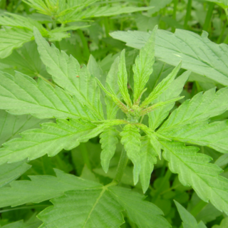 Avevano tentato il furto di piante di marijuana 'light' in una serra di Sanremo, due condanne in tribunale