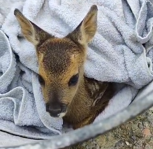Imperia, salvato un cucciolo di capriolo caduto in una vasca irrigua