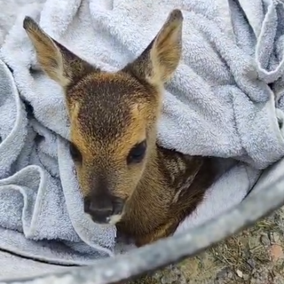 Imperia, salvato un cucciolo di capriolo caduto in una vasca irrigua