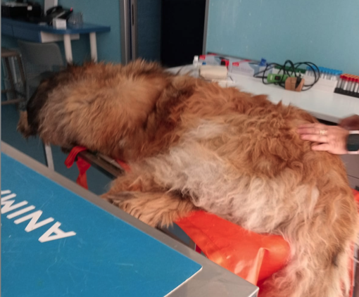 Diano Marina: tre cani salvati da un colpo di calore in un solo pomeriggio