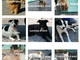Borghetto Santo Spirito: a Balestrino nove cani cercano urgentemente delle nuove famiglie