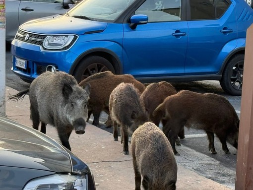 Imperia, il bosco urbano divide la città e c'è chi sostiene che l'area favorirà la proliferazione dei cinghiali