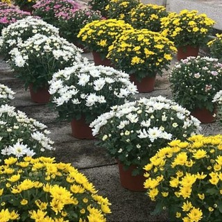 Un fiore che vale un’intera economia: il crisantemo ligure simbolo di Ognissanti Un fiore che vale un’intera economia: il crisantemo ligure simbolo di Ognissanti