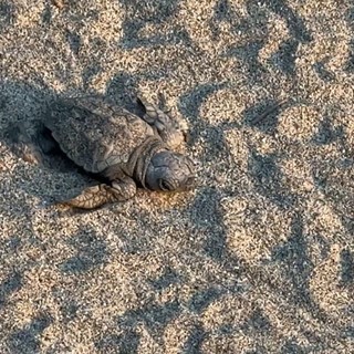 Caretta caretta, il vicepresidente della Regione Piana: "Stagione straordinaria per la biodiversità marina" Caretta caretta, il vicepresidente della Regione Piana: "Stagione straordinaria per la biodiversità marina"