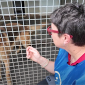 Natale di solidarietà, raccolta di cibo e fondi per i cani de 'La Cuccia' di Imperia Natale di solidarietà, raccolta di cibo e fondi per i cani de 'La Cuccia' di Imperia