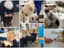 L'associazione Pet Team porta la pet therapy nelle case di riposo