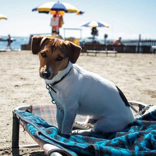 A Diano Marina arriva la spiaggia per i cani: il consiglio comunale approva il regolamento