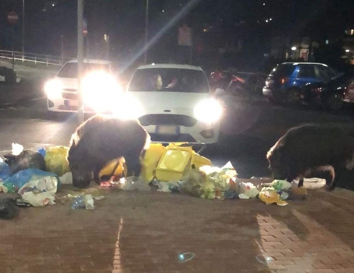 Il banchetto serale dei cinghiali, via Trento a Imperia diventato il posto preferito