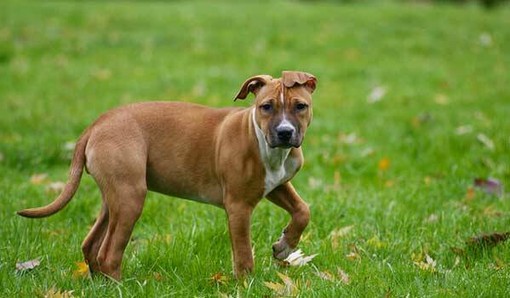 Cani senza guinzaglio a Imperia, le lamentele dei proprietari corretti: "Noi rispettiamo le regole, ma nessuno controlla" Cani senza guinzaglio a Imperia, le lamentele dei proprietari corretti: "Noi rispettiamo le regole, ma nessuno controlla"