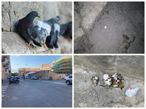 Imperia: allarme in via Schiva e dintorni per il veleno anti-piccioni &quot;Gente senza scrupoli, a rischio i nostri animali. Fate attenzione&quot; (Foto)