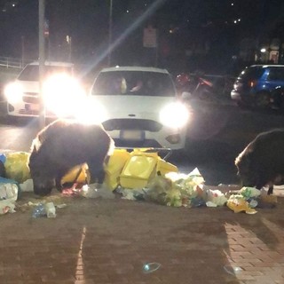 Il banchetto serale dei cinghiali, via Trento a Imperia diventato il posto preferito