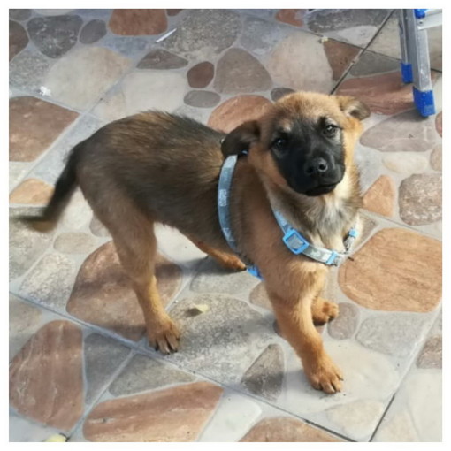 Sanremo: un bellissimo cucciolo di due mesi e mezzo cerca famiglia