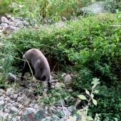 Cinghiali in città, Tittarelli:  "A Imperia da agosto 2023 a febbraio 2024 sono stati abbattuti 264 esemplari”