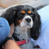 Imperia, per Natale adotta un cane “nonno” al rifugio La Cuccia