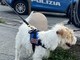 Operazione antidroga,  giovane pusher arrestato a Imperia: decisivo l'intervento del cane poliziotto Leon