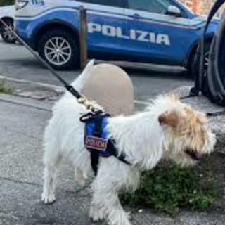 Operazione antidroga,  giovane pusher arrestato a Imperia: decisivo l'intervento del cane poliziotto Leon