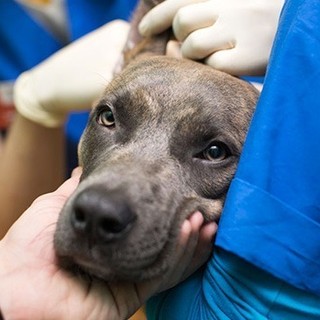 Dolcedo rinnova l’impegno per i "quattrozampe", confermata la convenzione con il canile di Imperia