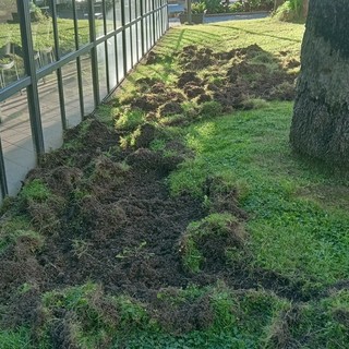 Cinghiali a "spasso" nel centro di Diano Marina devastano le aiuole Cinghiali a "spasso" nel centro di Diano Marina devastano le aiuole