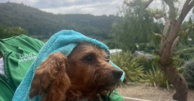 Dramma di Borgomaro: il cagnolino salvato simbolo di speranza