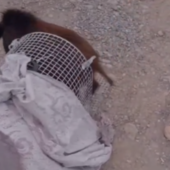 Cinghiale in fuga blocca l'Aurelia a Diano Marina (video) Cinghiale in fuga blocca l'Aurelia a Diano Marina (video)