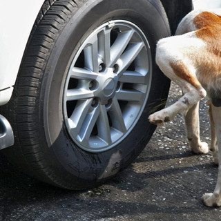 ACCADDE OGGI, 17 APRILE 1982. “Vespasiani” per cani a passeggio sul molo lungo di Porto Maurizio