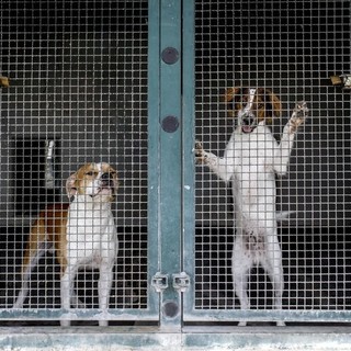 ACCADDE OGGI,  29 SETTEMBRE 1983. Il triste destino dei cani abbandonati: senza casa e osteggiati da tutti