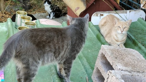 A Imperia è iniziata la caccia agli animali: ragazzini per noia prendono a bastonate gatti e uccelli A Imperia è iniziata la caccia agli animali: ragazzini per noia prendono a bastonate gatti e uccelli