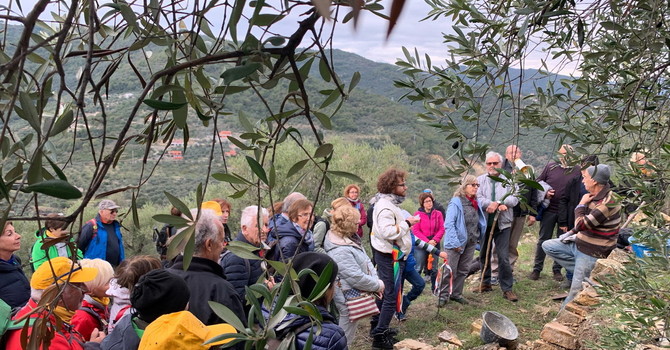 10ª Giornata Nazionale 'Camminata tra gli Olivi' 10ª Giornata Nazionale 'Camminata tra gli Olivi'