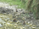 Mamma cinghiale e i suoi cuccioli a spasso nel 'bosco Impero' (video)