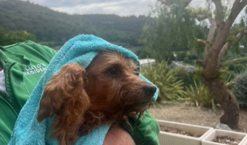 Dramma di Borgomaro: il cagnolino salvato simbolo di speranza