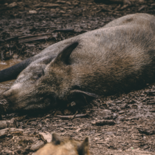 17 GENNAIO 1979. Otto cacciatori alla sbarra per un cinghiale conteso: il giudice assolve tutti