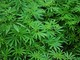 Marijuana legale: in aumento le vendite
