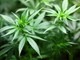 Cannabis: a metà strada fra dannazione ed estasi