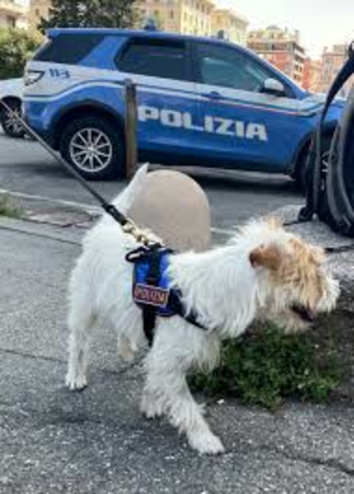 Operazione antidroga,  giovane pusher arrestato a Imperia: decisivo l'intervento del cane poliziotto Leon