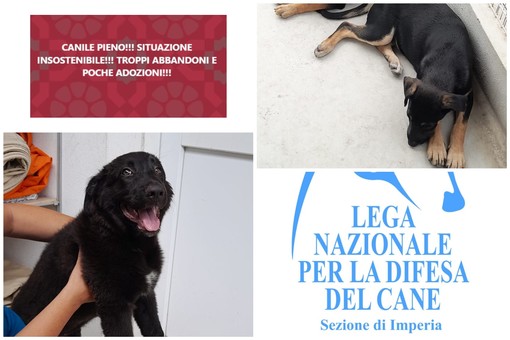 Imperia, troppi cani abbandonati e poche adozioni. L'appello dei volontari: "Non sono peluche, usate la testa e sterilizzate" Imperia, troppi cani abbandonati e poche adozioni. L'appello dei volontari: "Non sono peluche, usate la testa e sterilizzate"