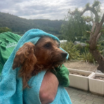 Dramma di Borgomaro: il cagnolino salvato simbolo di speranza