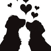 ACCADDE OGGI, 17 DICEMBRE 1987. La struggente storia d'amore tra Sambo e Samba: lui scappa da casa per tornare al canile dalla sua "fidanzata" ACCADDE OGGI, 17 DICEMBRE 1987. La struggente storia d'amore tra Sambo e Samba: lui scappa da casa per tornare al canile dalla sua "fidanzata"