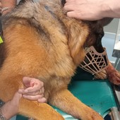 Caramagna, pastore tedesco insegue un gatto e rimane infilzato nel cancello di casa Caramagna, pastore tedesco insegue un gatto e rimane infilzato nel cancello di casa