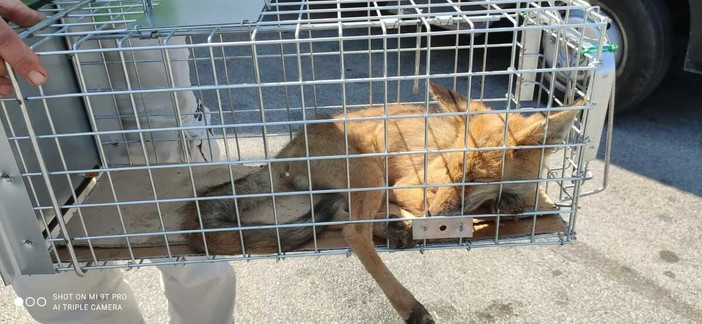 Il cucciolo di volpe ferito resta sotto osservazione al Csar Il cucciolo di volpe ferito resta sotto osservazione al Csar