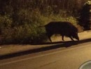 Allarme fauna selvatica a Diano San Pietro, lupi e cinghiali avvistati in aree sensibili