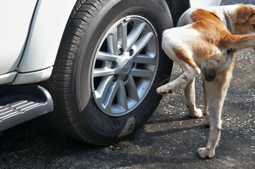 ACCADDE OGGI, 17 APRILE 1982. “Vespasiani” per cani a passeggio sul molo lungo di Porto Maurizio